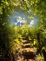 A sunlit forest pathway with dense green foliage and a group of people at the top of the path. Sun rays are streaming through the leaves, creating a serene and natural atmosphere.