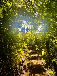 A sunlit forest pathway with dense green foliage and a group of people at the top of the path. Sun rays are streaming through the leaves, creating a serene and natural atmosphere.
