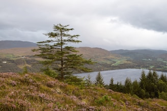 A serene landscape with a lone evergreen tree on a hillside covered with heather. A large lake stretches in the background, surrounded by rolling hills and distant mountains. The sky is overcast, creating a tranquil and reflective atmosphere.