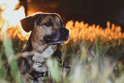 A serene photo of a puppy sitting calmly in a soft, sage green field during golden hour.
