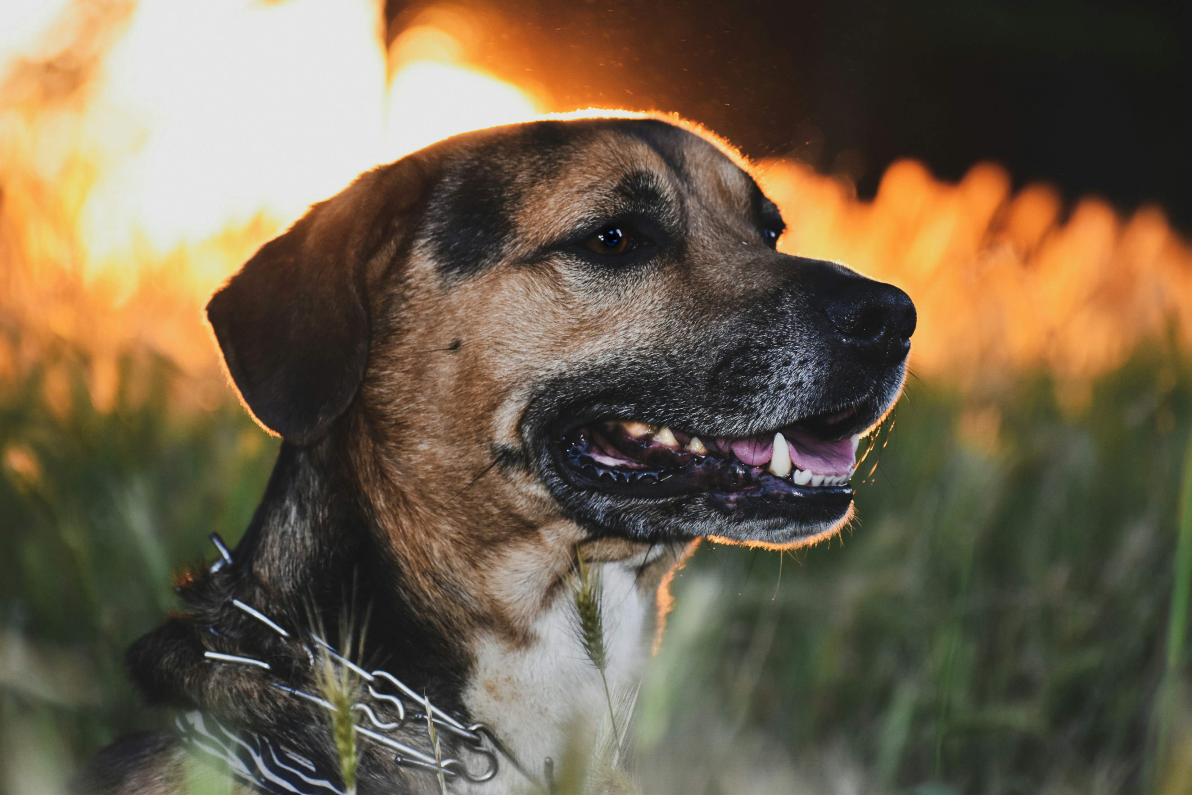 Veterinarian treating dog with hot spot