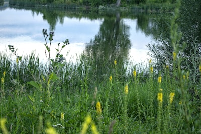 A peaceful lakeside plot surrounded by tall trees and wildflowers.