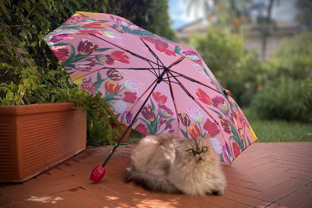 a cat sitting under an umbrella on a patio
