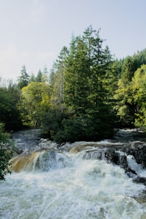 a river running through a lush green forest