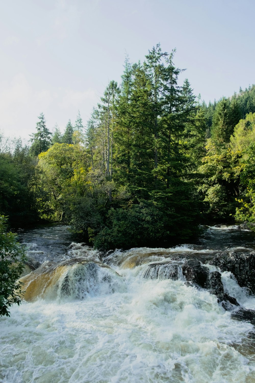 a river running through a lush green forest