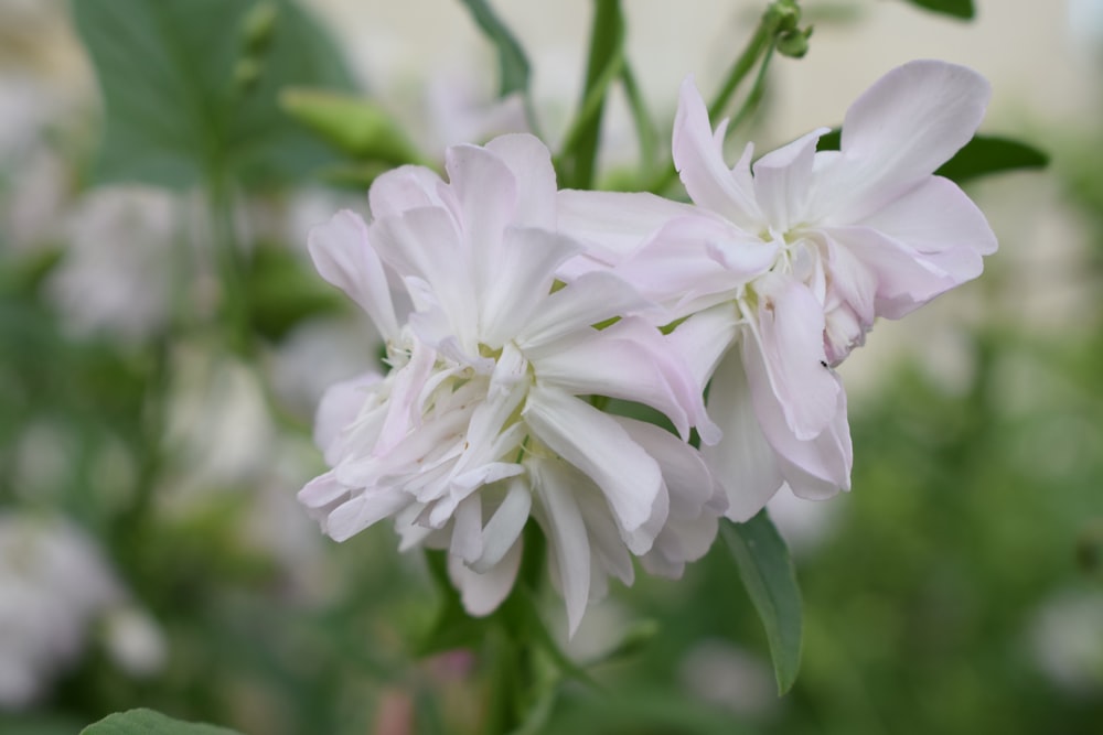 a close up of a white flower with green leaves