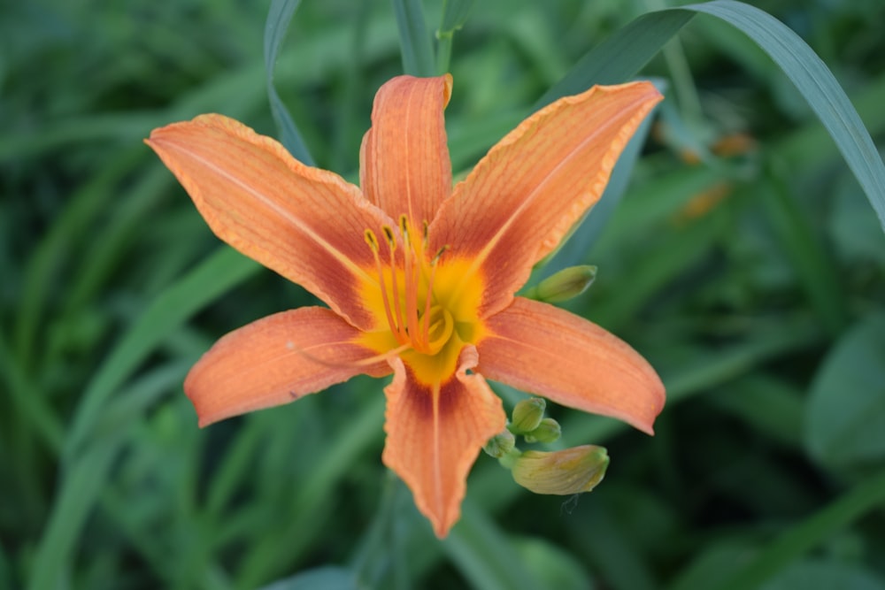 a close up of an orange flower in a field