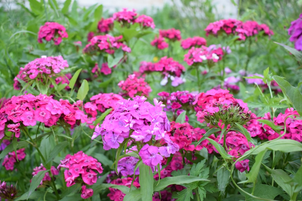 a bunch of pink and purple flowers in a field