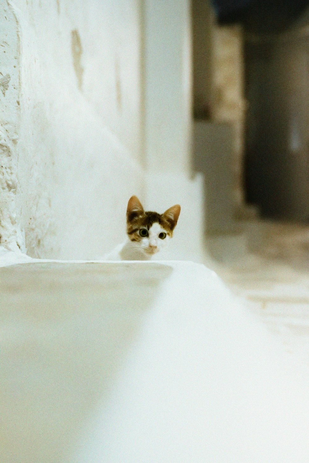 a small kitten sitting on the edge of a wall