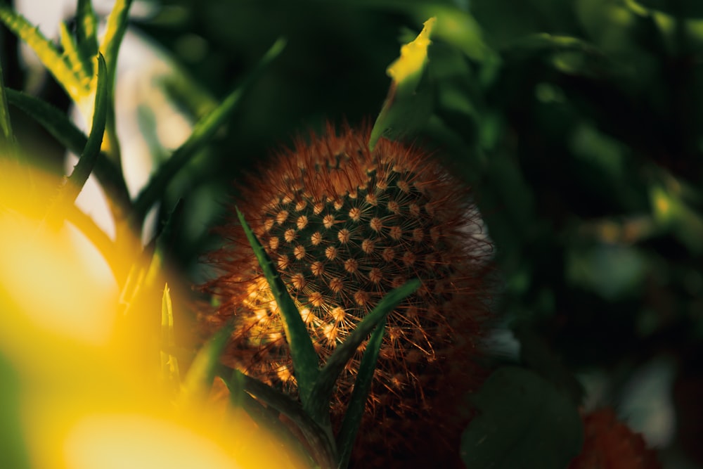 a close up of a flower on a tree