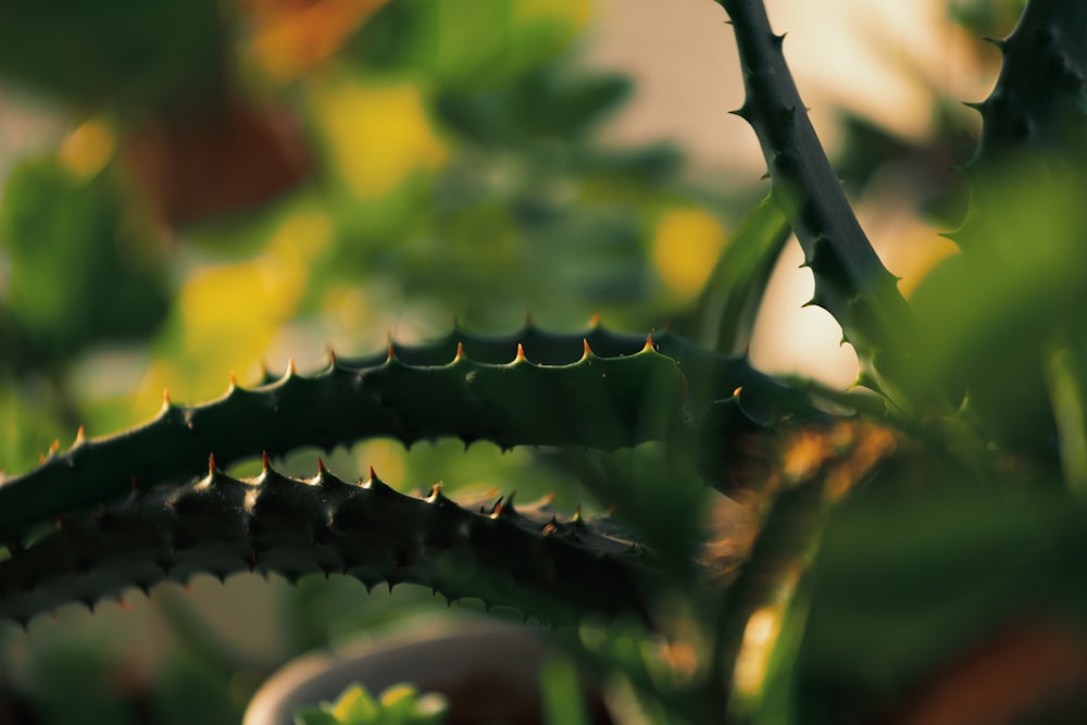 a close up of a plant with leaves