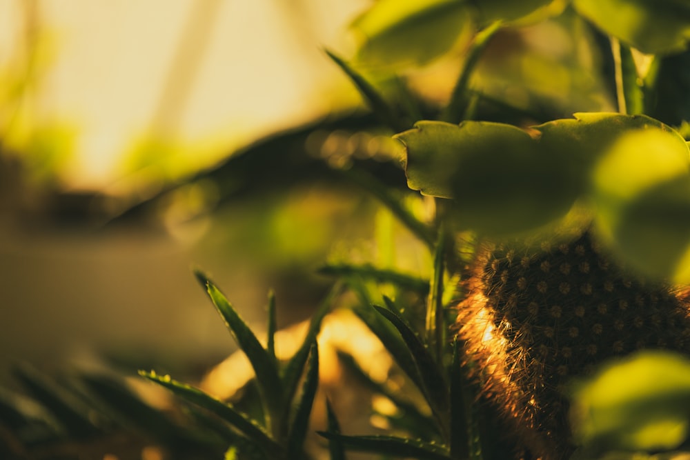 a close up of a plant with green leaves