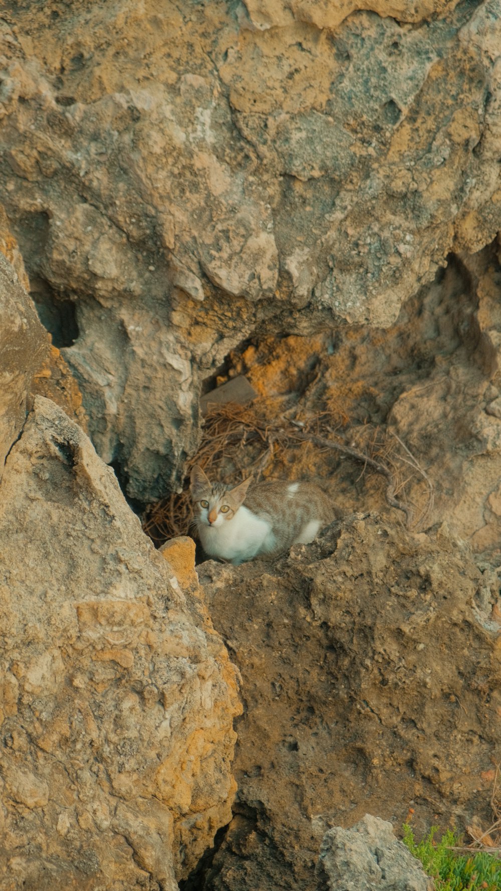 a bird is sitting in a hole in the rocks