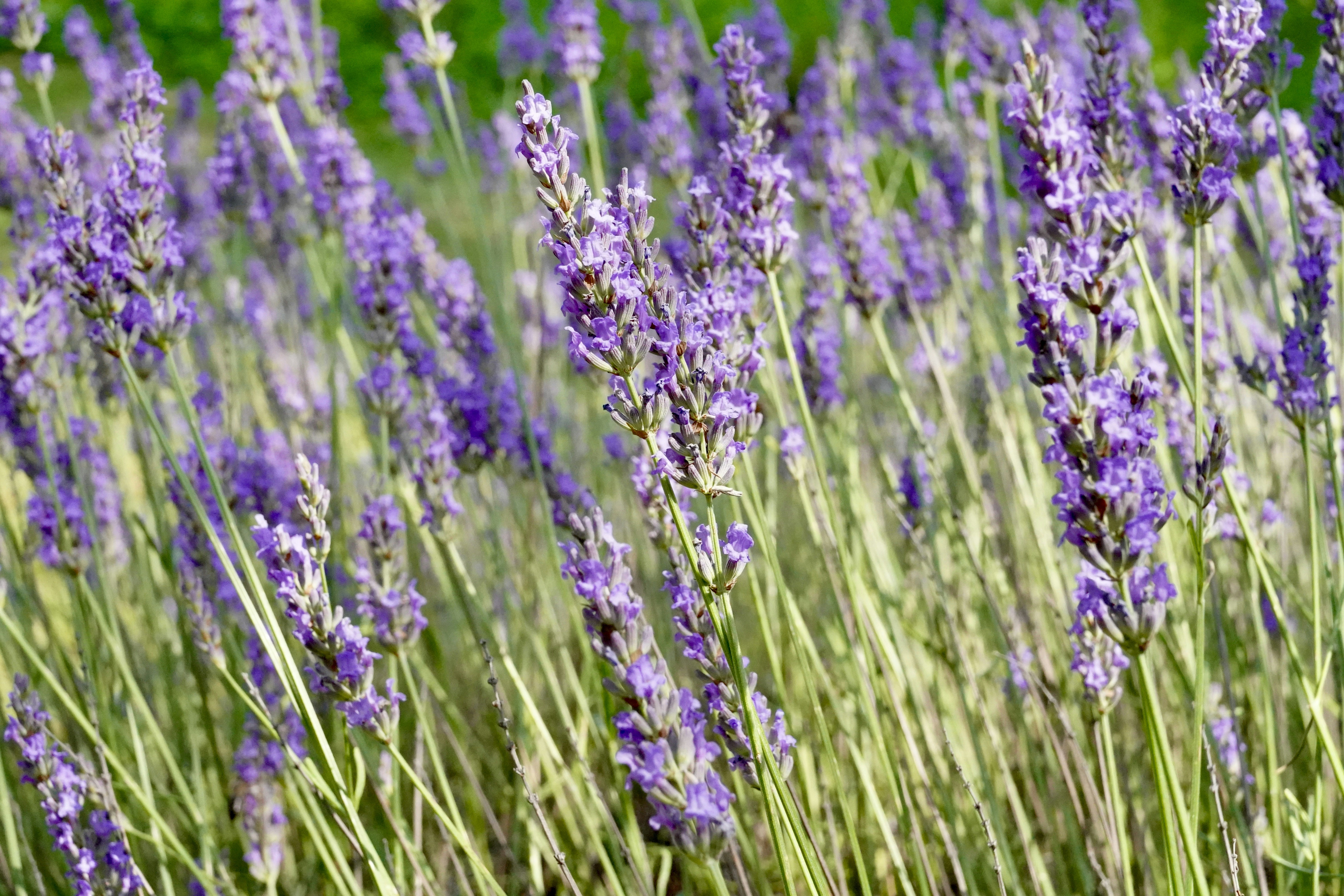 Photo by loloscott78