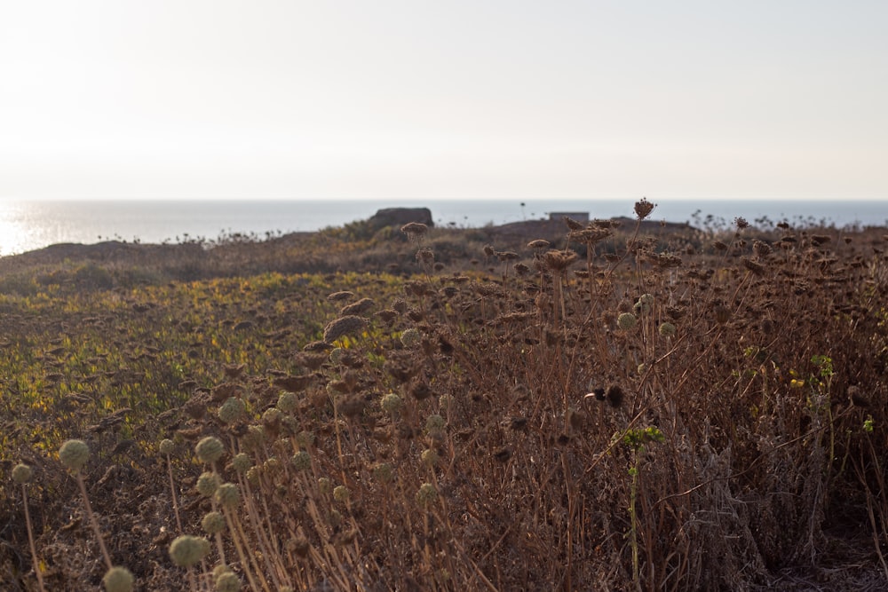 Un campo de plantas de cactus con el océano de fondo