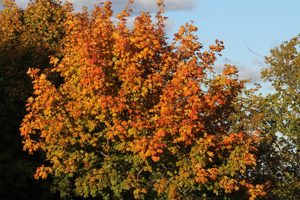 a group of trees that are next to each other