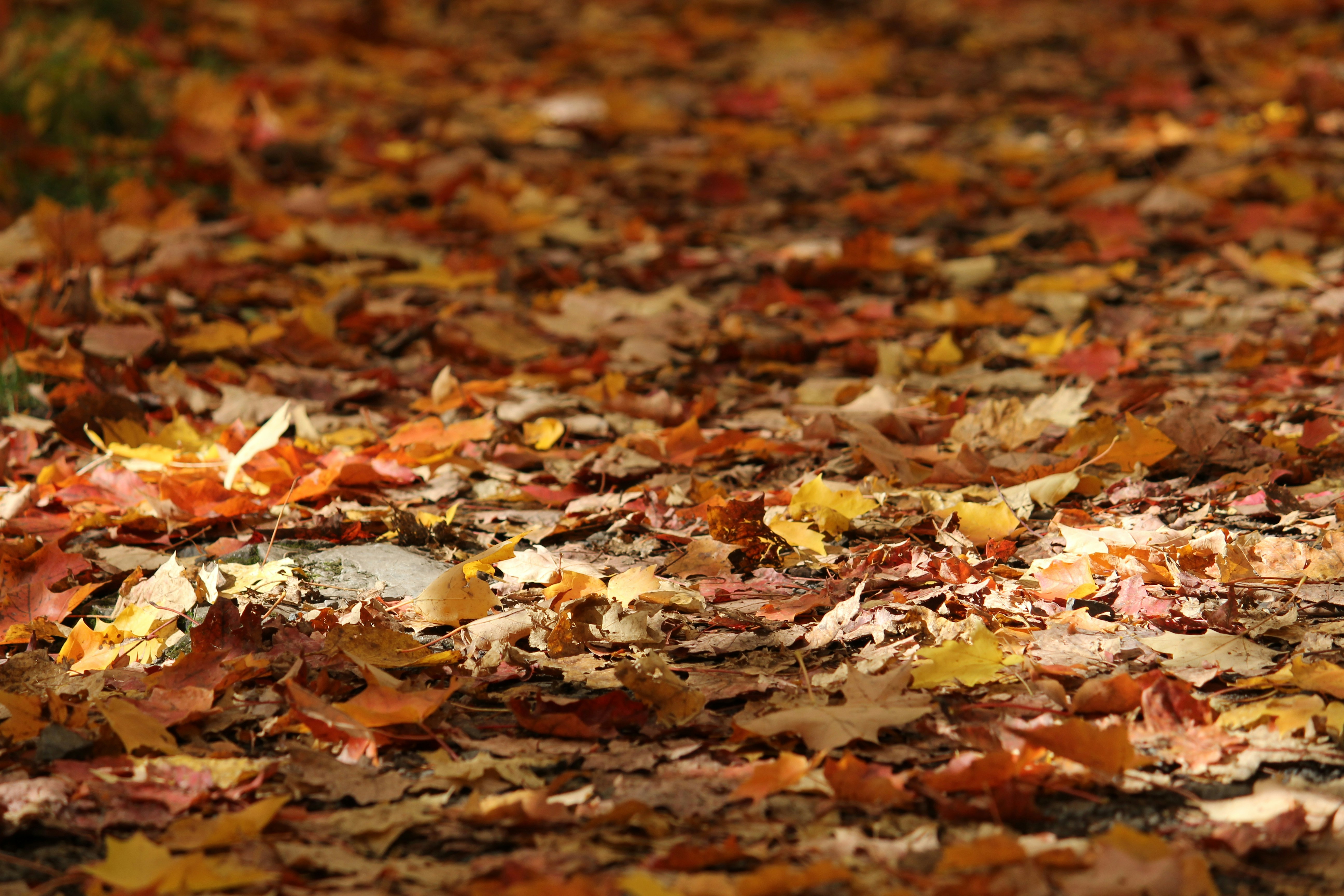 Sunday's FTB: The Kraken released on the Leafs