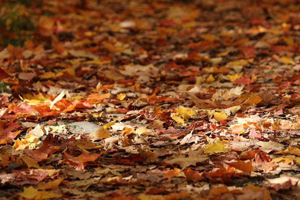 a bird is sitting on a pile of leaves