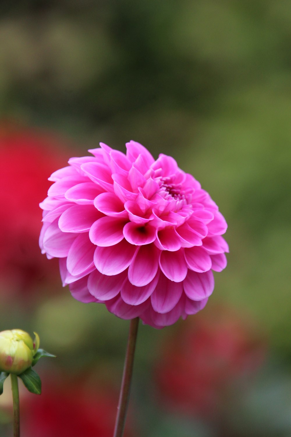 a large pink flower with a green stem