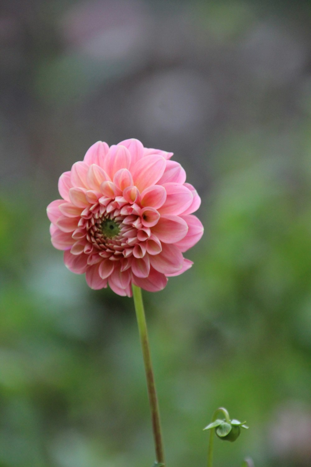 a single pink flower with a blurry background