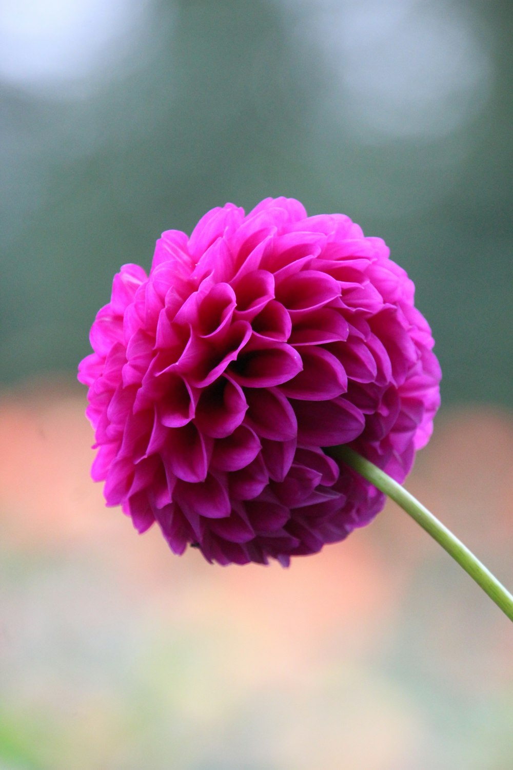 a purple flower with a blurry background