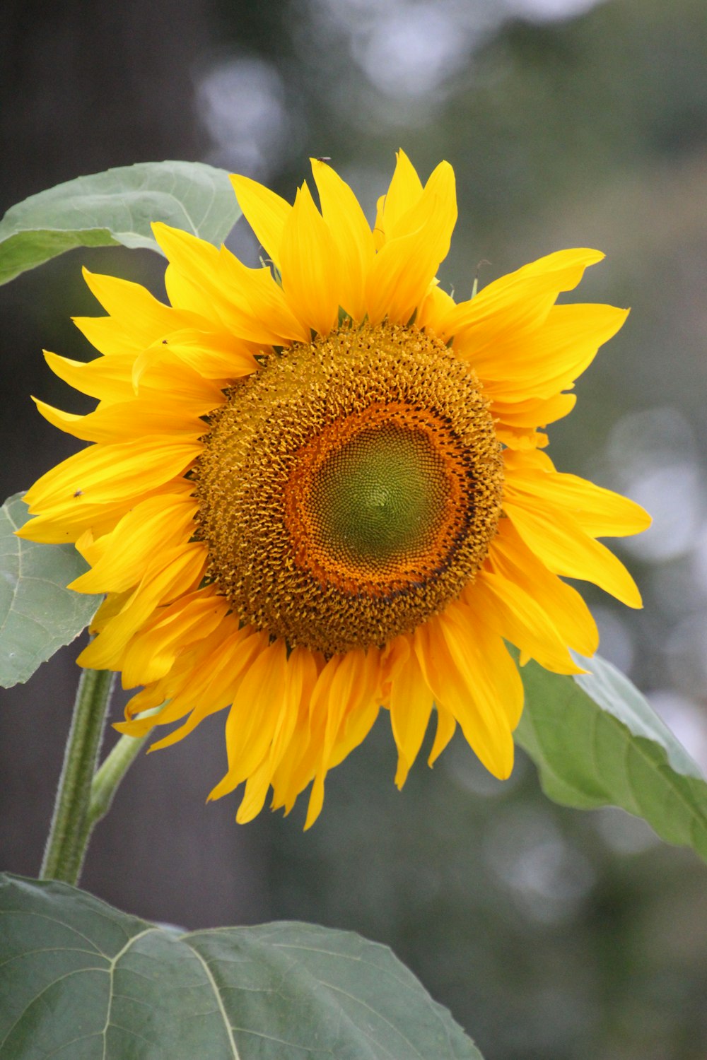 a large yellow sunflower with a green center