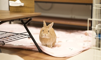 A small brown rabbit is sitting on a pink blanket with cartoon designs. The rabbit is positioned under a wooden table with metal legs, beside a wooden tissue box. Part of a cage and a gray object are visible to the right.