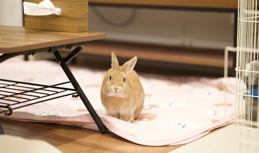 A small brown rabbit is sitting on a pink blanket with cartoon designs. The rabbit is positioned under a wooden table with metal legs, beside a wooden tissue box. Part of a cage and a gray object are visible to the right.