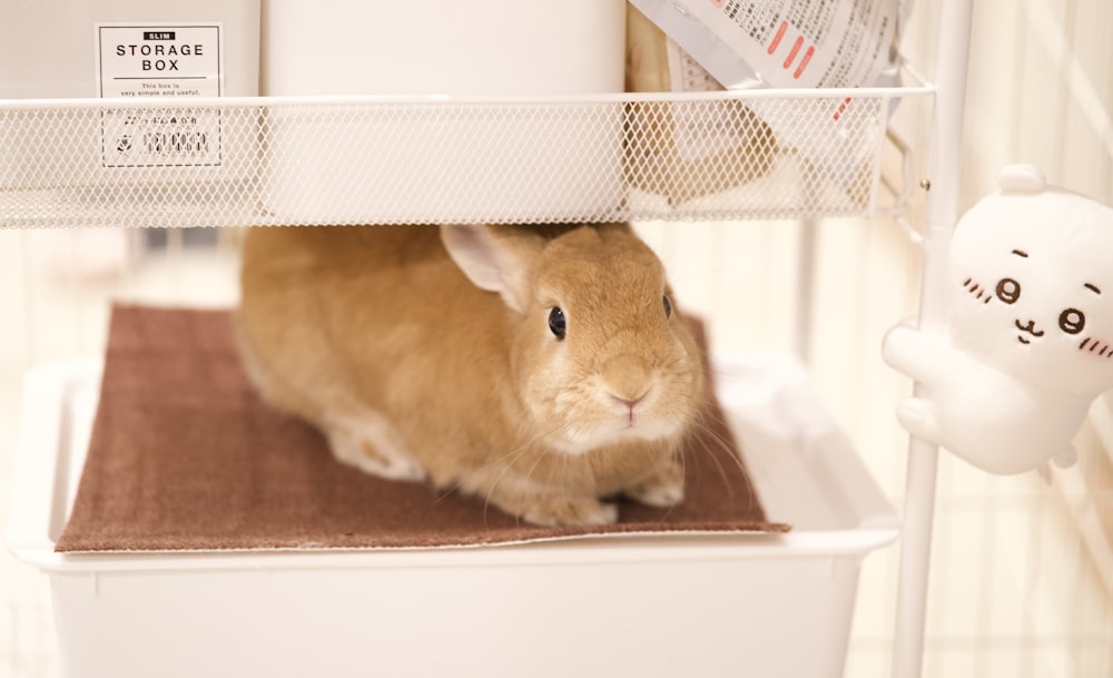 a small rabbit is sitting on a mat in a cage