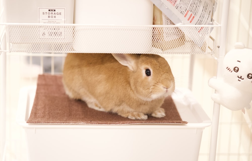 a small rabbit sitting on top of a toilet