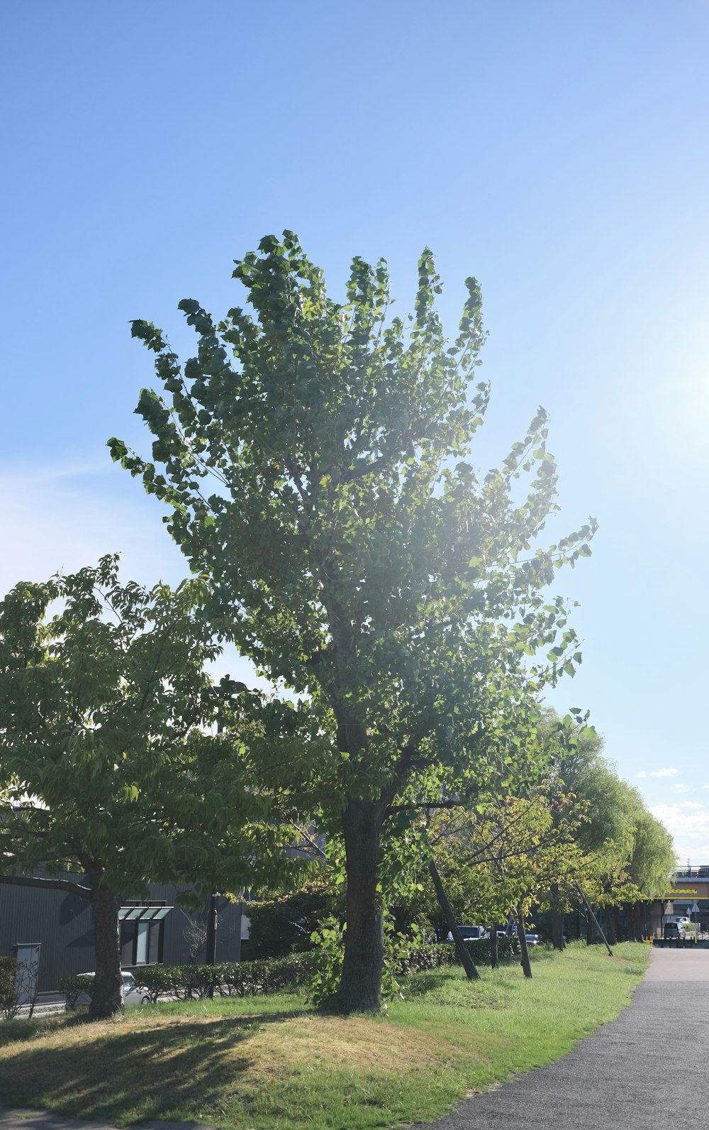 a large tree in a grassy area next to a road