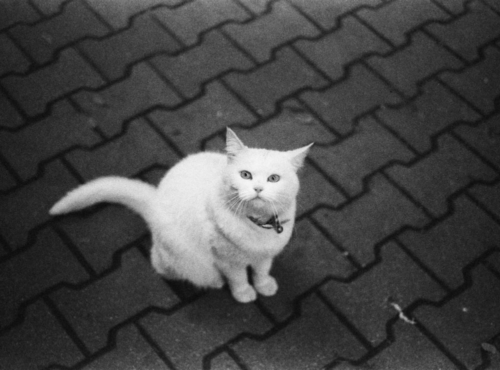 a white cat sitting on top of a black and white floor