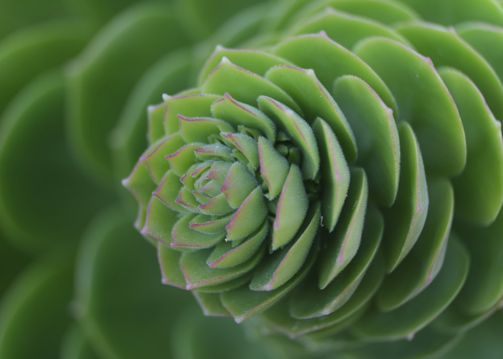 a close up view of a green flower