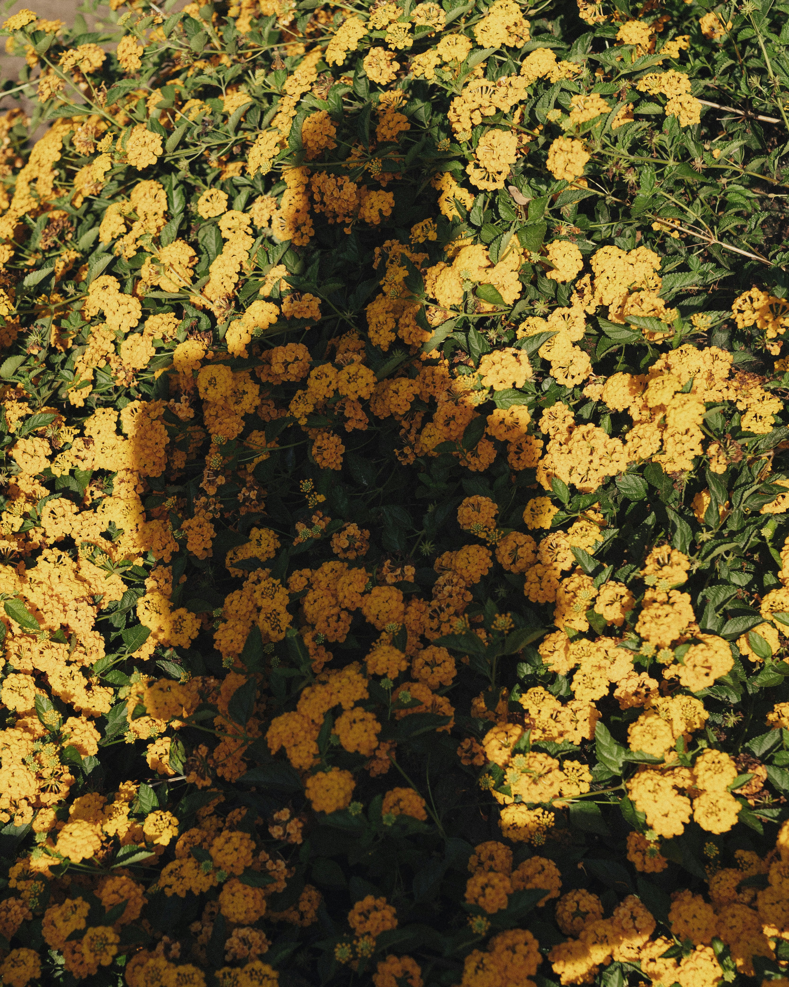 um ramo de flores amarelas que estão na grama