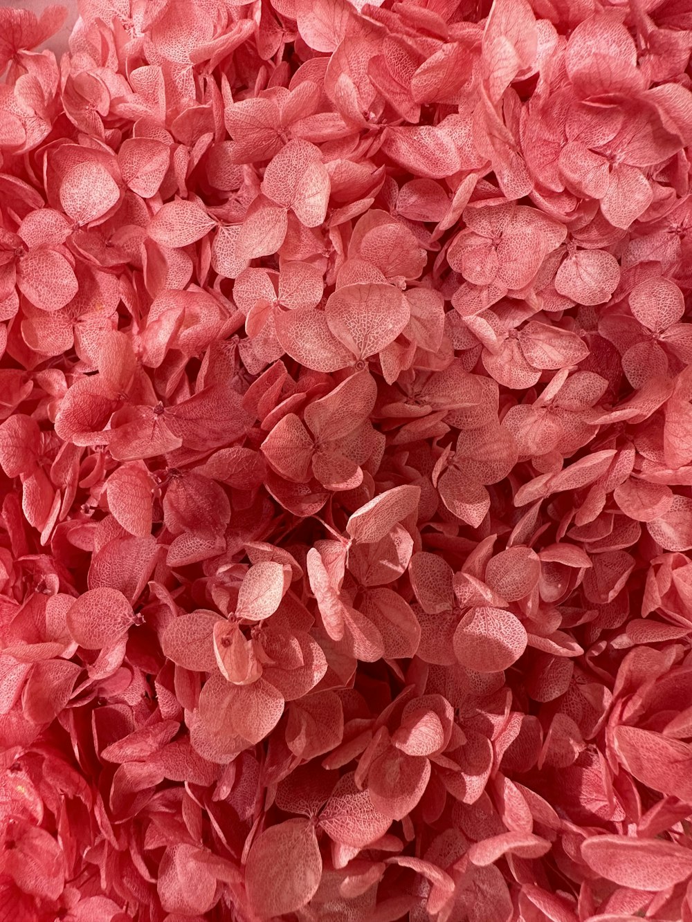 a close up of a bunch of pink flowers