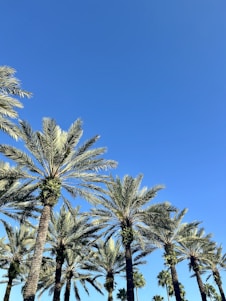 a row of palm trees against a blue sky