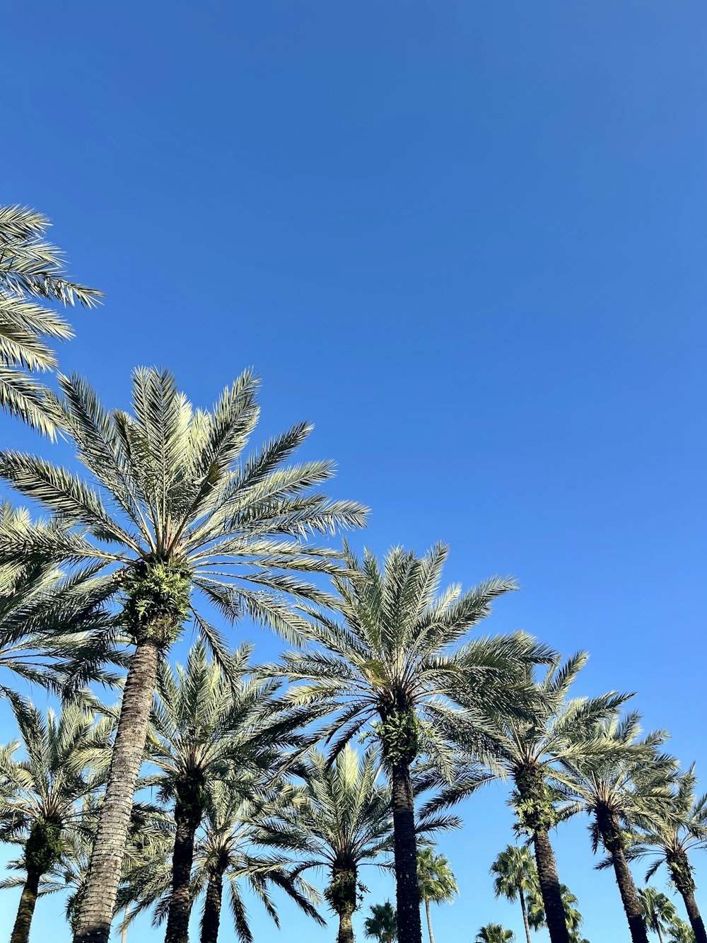 a row of palm trees against a blue sky