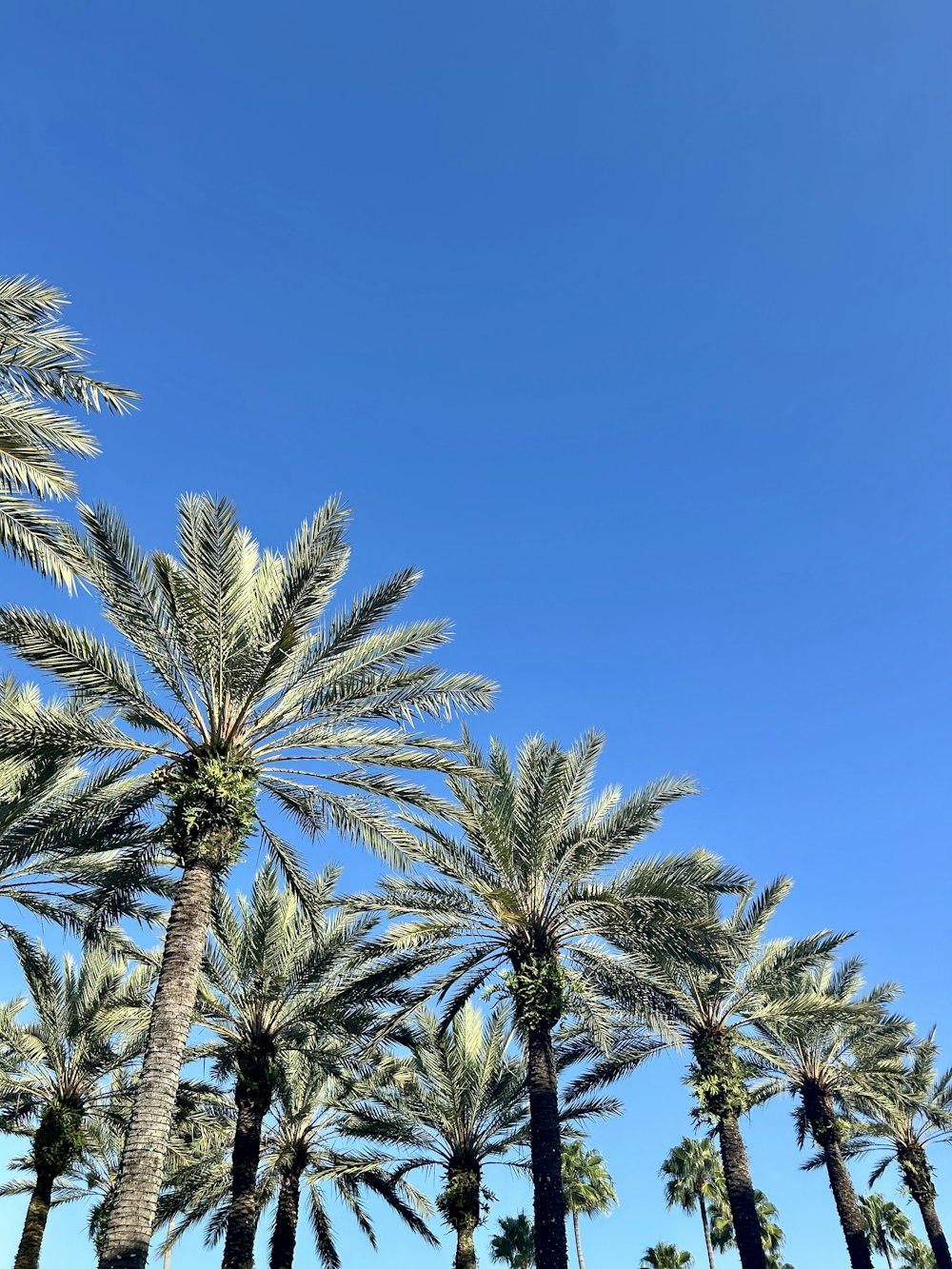 Una hilera de palmeras contra un cielo azul