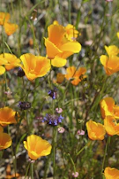 Volunteers planting native flowers along a winding California trail on a sunny day.