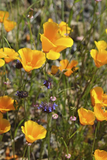 Volunteers planting native flowers along a winding California trail on a sunny day.