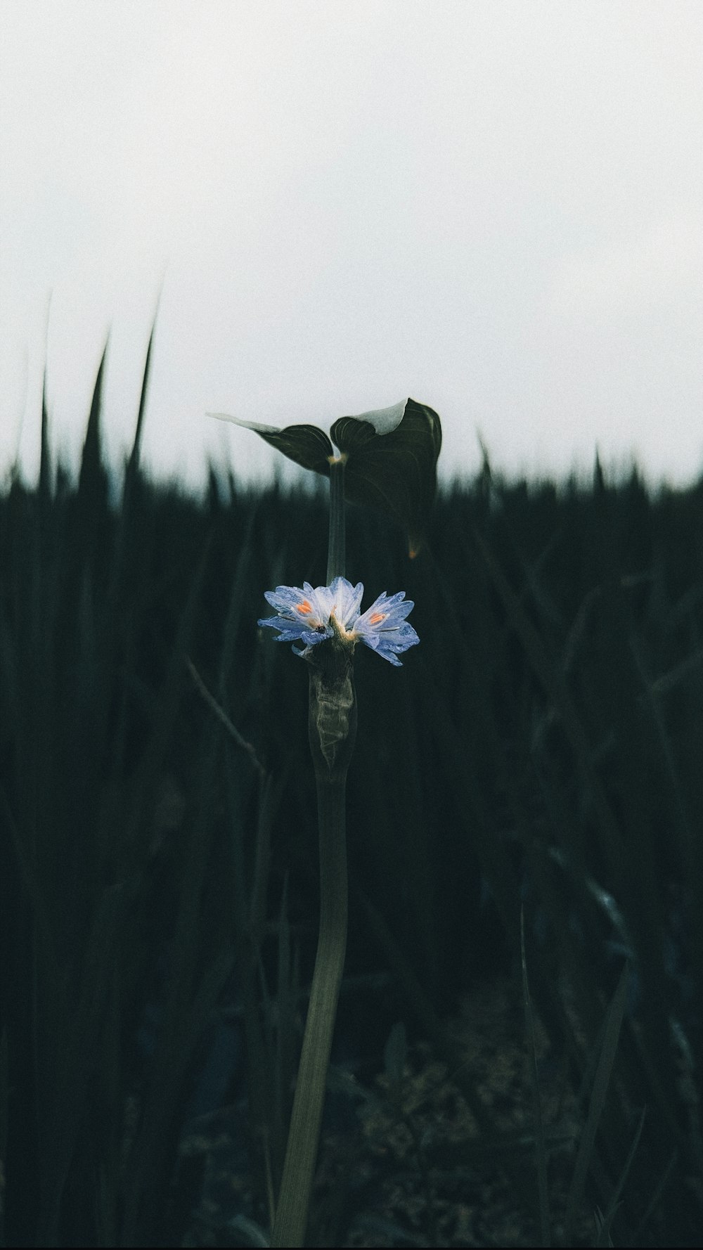 a single flower in a field of tall grass