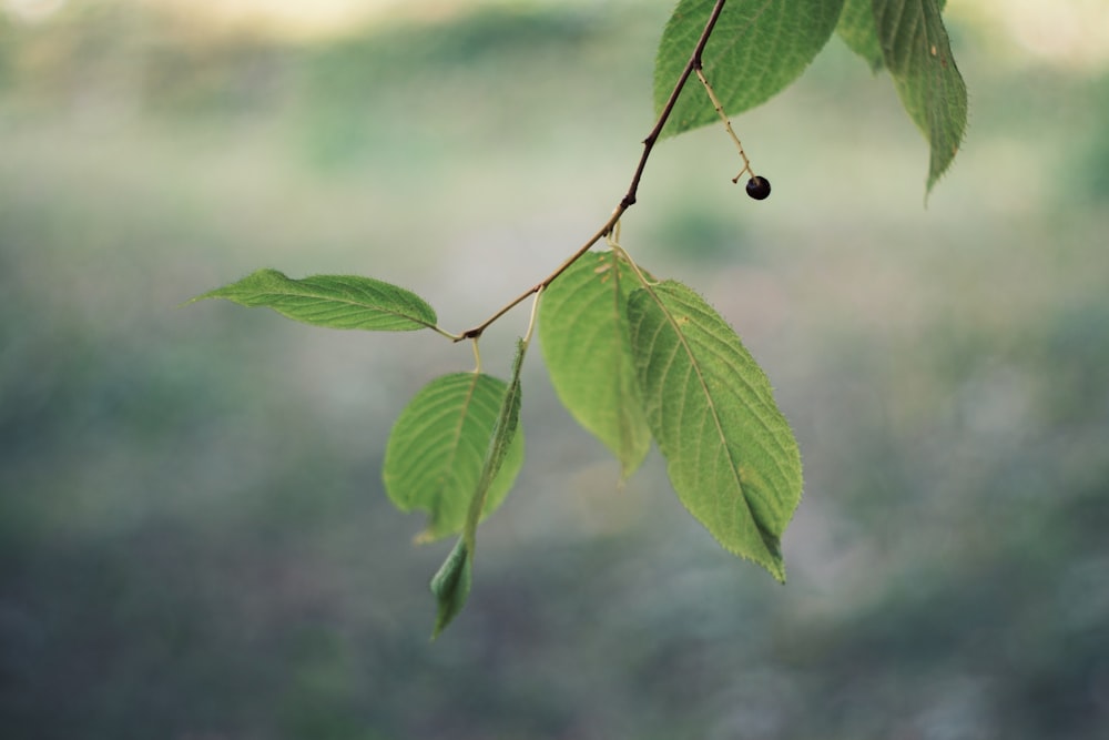 a branch of a tree with green leaves