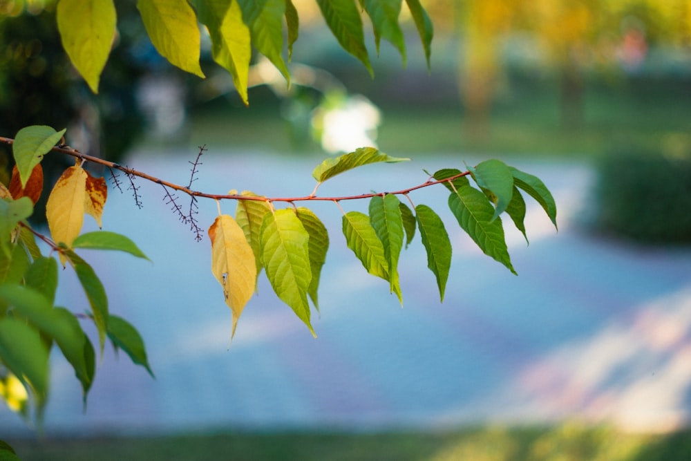 a close up of a tree branch with leaves