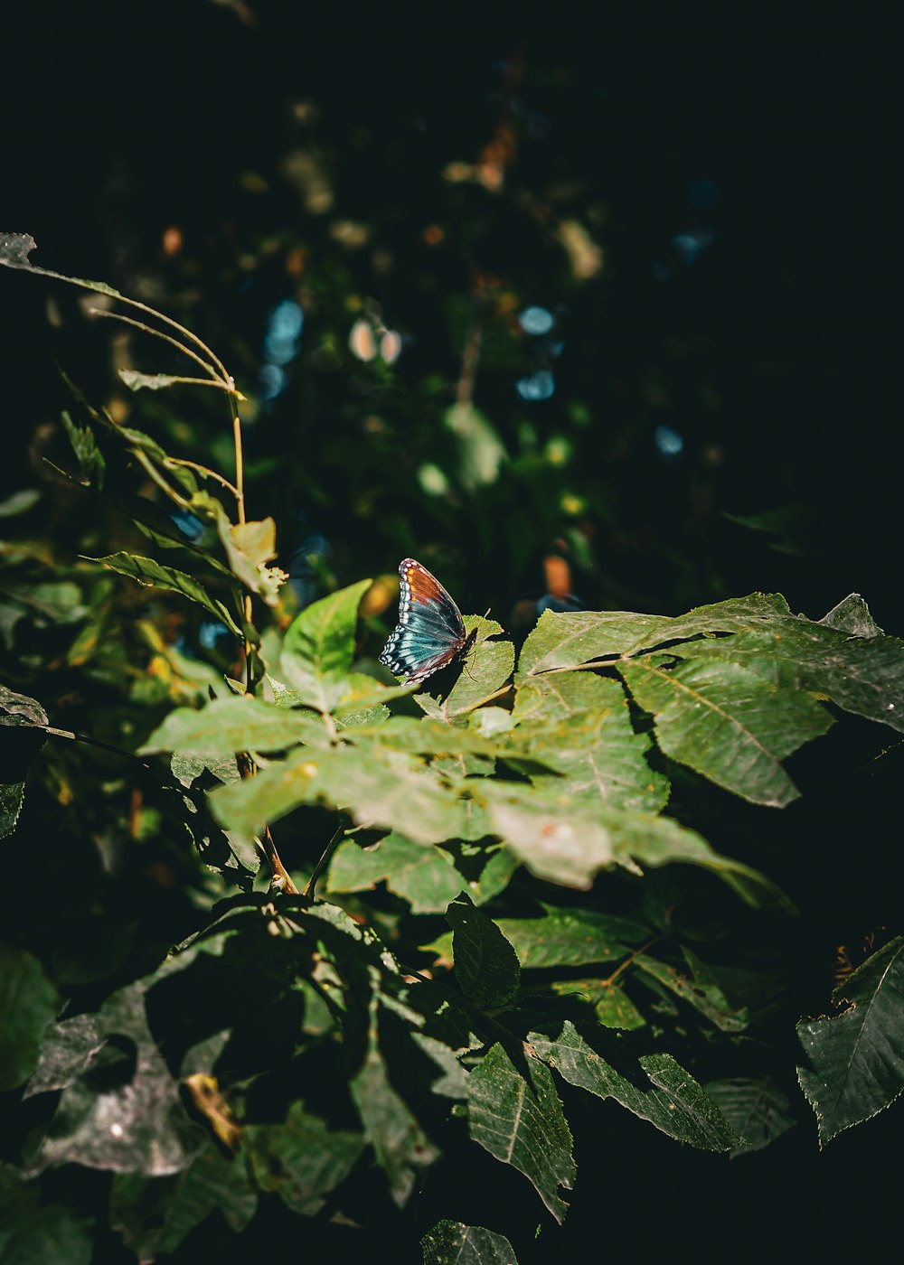 a blue butterfly sitting on top of a green leafy tree