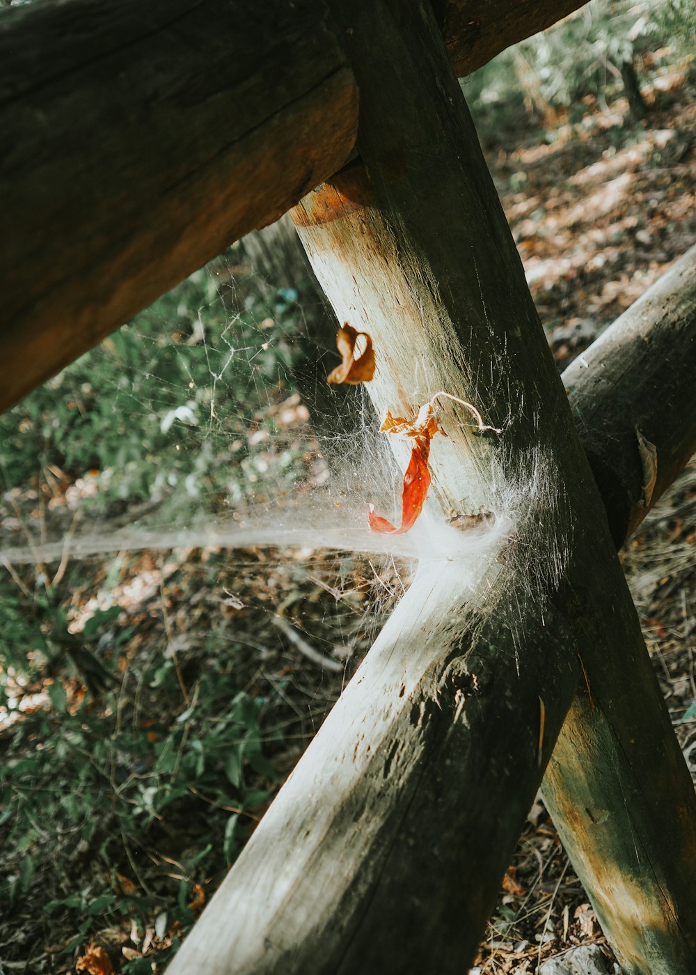 a spider crawling on a wooden post in the woods