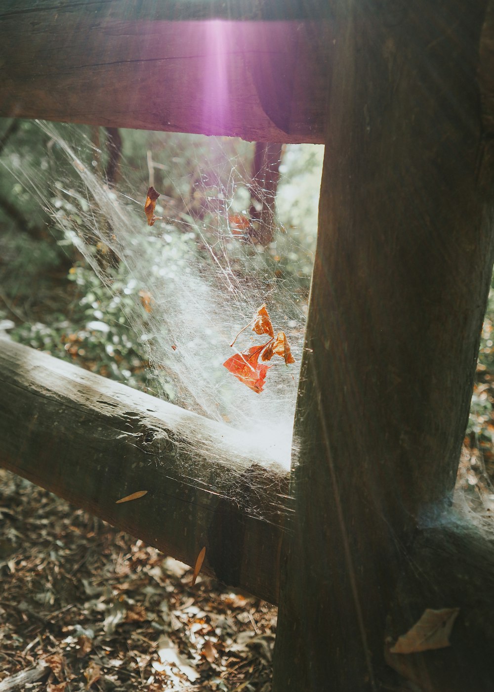 a spider web in the middle of a forest