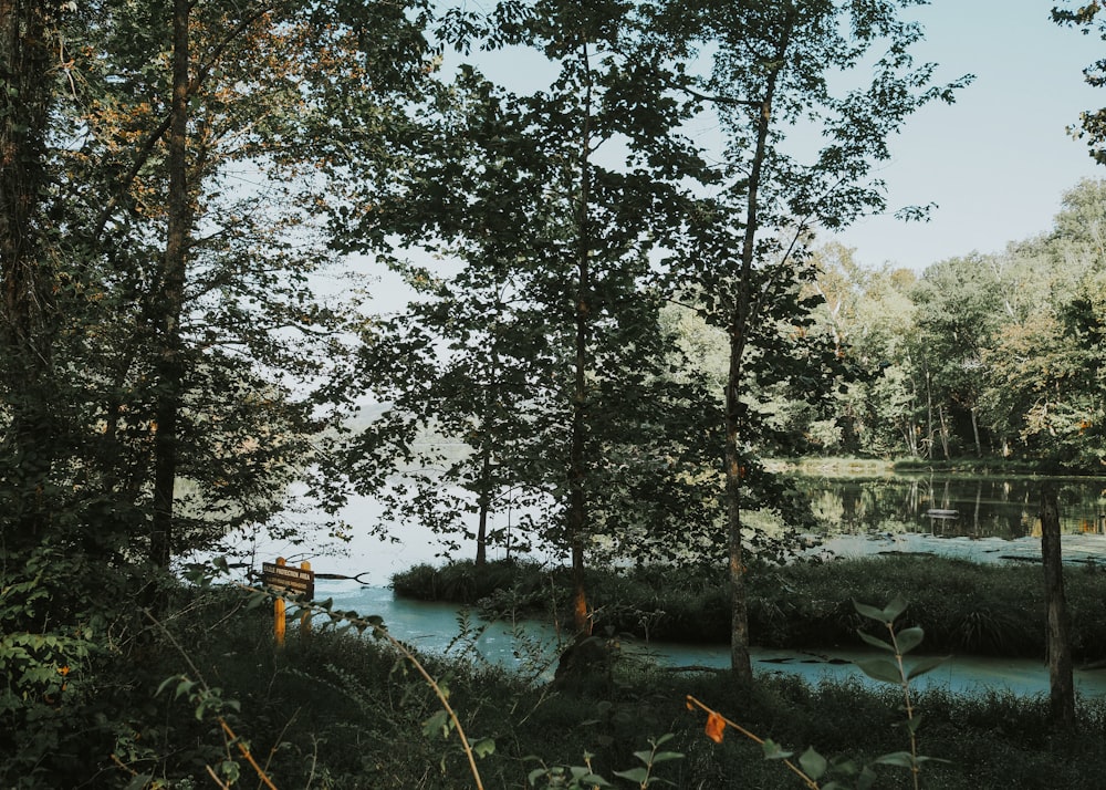 a bench sitting in the middle of a forest next to a river