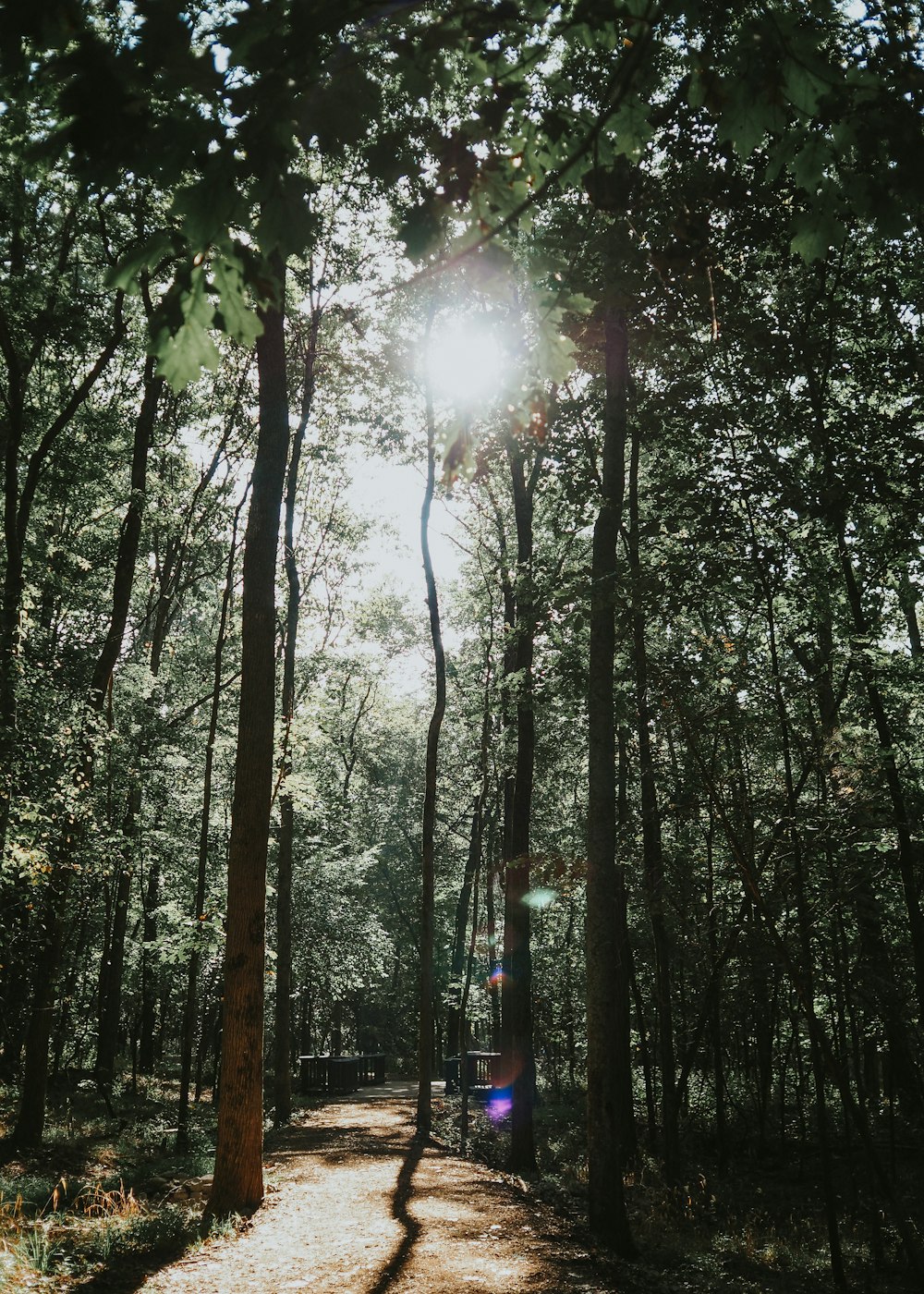 the sun is shining through the trees in the woods