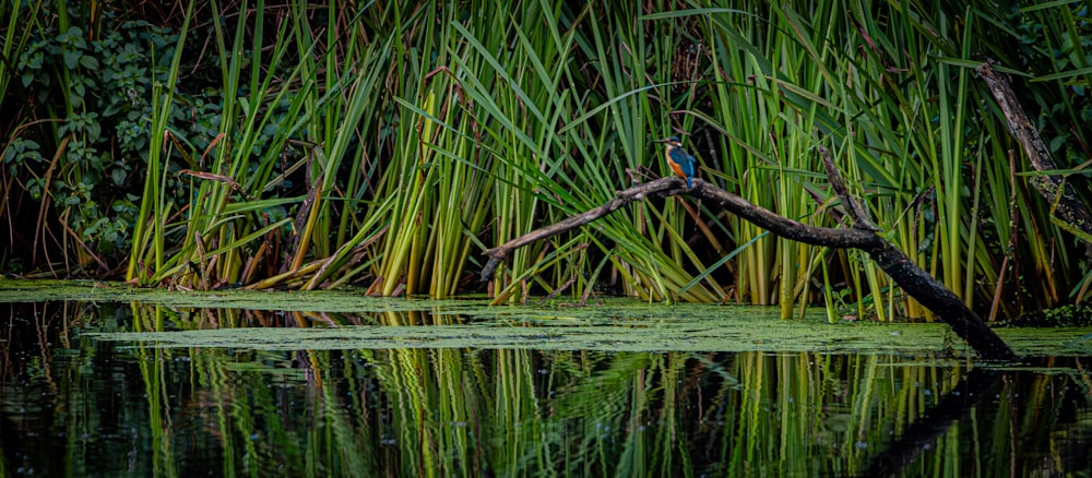 a bird sitting on a branch in the water