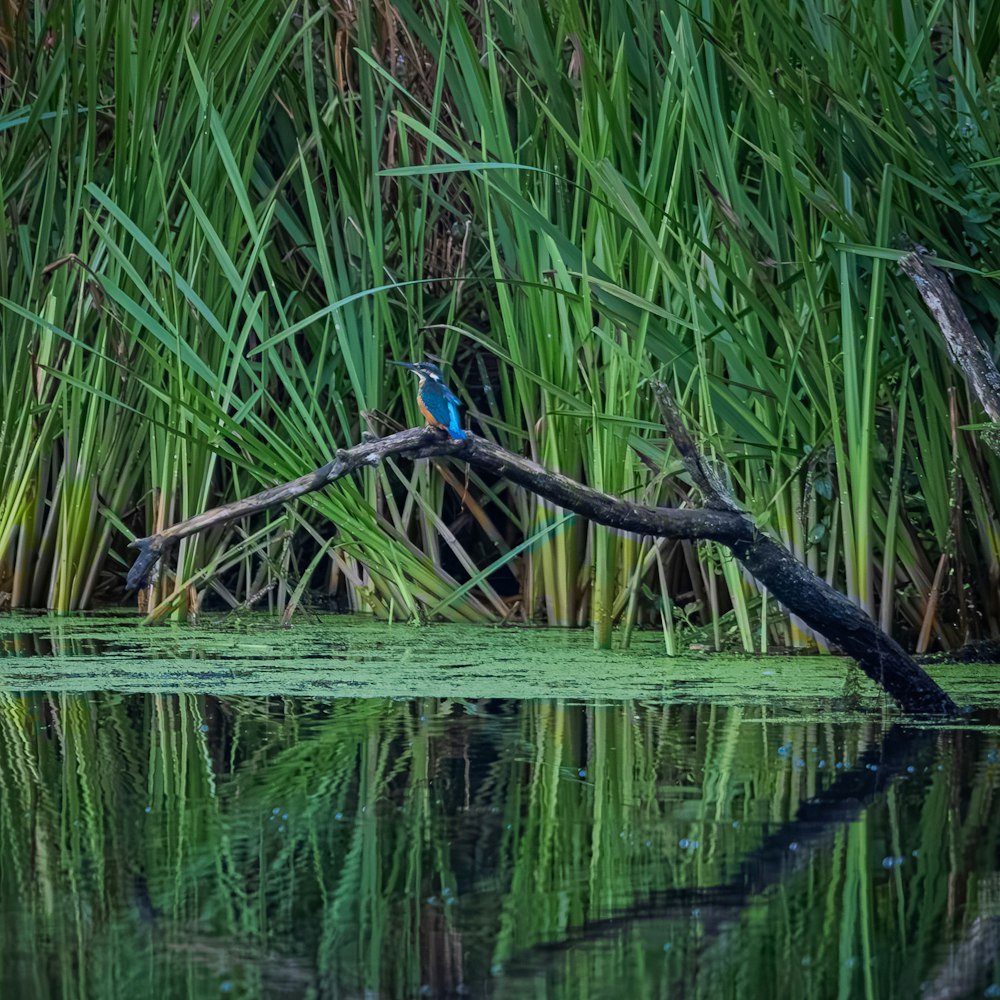 a blue bird sitting on a branch in the water